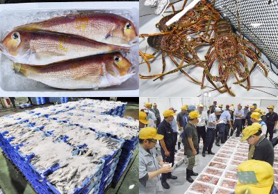 鮮魚部門 赤物部・青物部