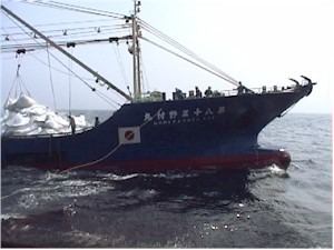 大型旋網漁船の操業